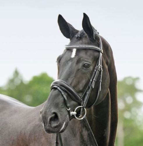 High-Quality Bridle STUTTGART by BUSSE / SOLIBEL